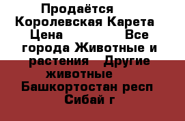 Продаётся!     Королевская Карета › Цена ­ 300 000 - Все города Животные и растения » Другие животные   . Башкортостан респ.,Сибай г.